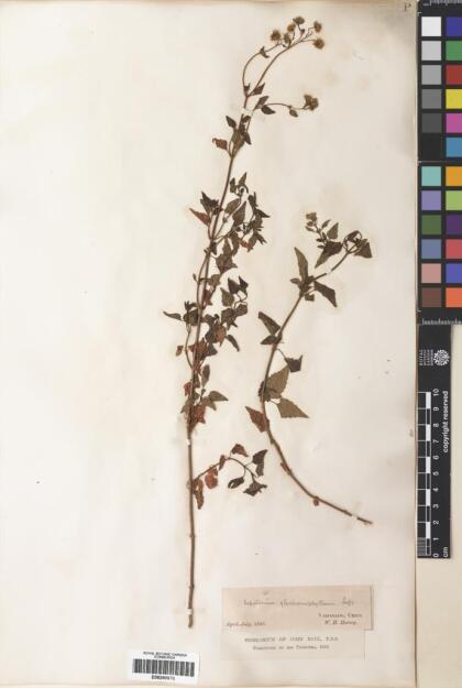 Ageratina glechonophylla [Espécimen: ]
