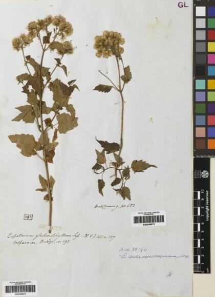 Ageratina glechonophylla [Espécimen: ]