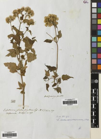 Ageratina glechonophylla [Espécimen: ]