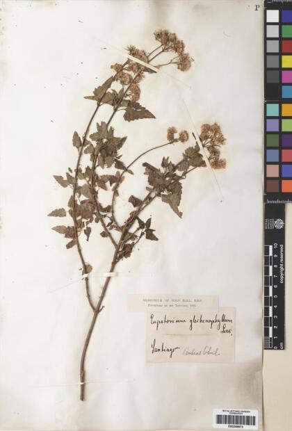 Ageratina glechonophylla [Espécimen: ]