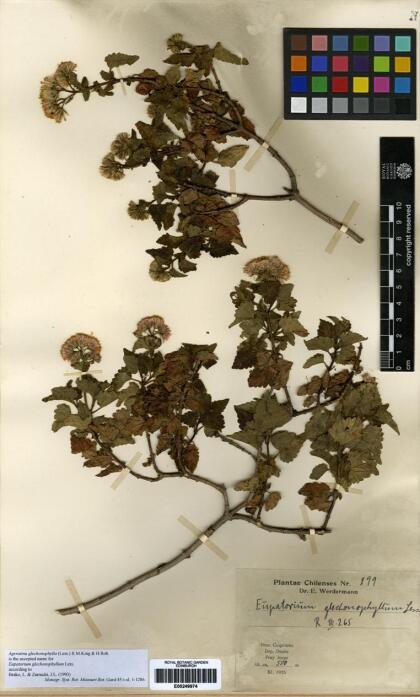 Ageratina glechonophylla [Espécimen: ]