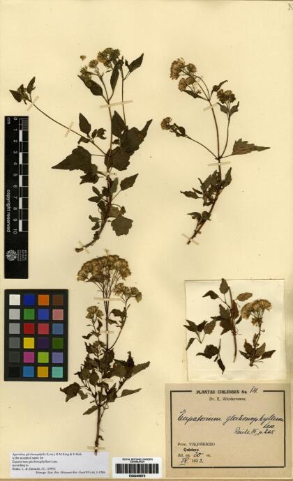 Ageratina glechonophylla [Espécimen: ]