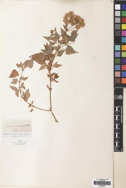 Ageratina glechonophylla [Espécimen: ]