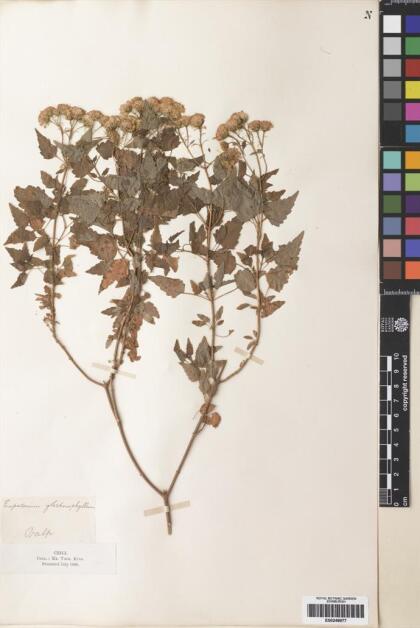 Ageratina glechonophylla [Espécimen: ]