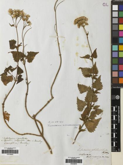 Ageratina glechonophylla [Espécimen: ]