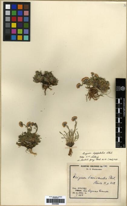 Erigeron leptopetalus [Espécimen: ]