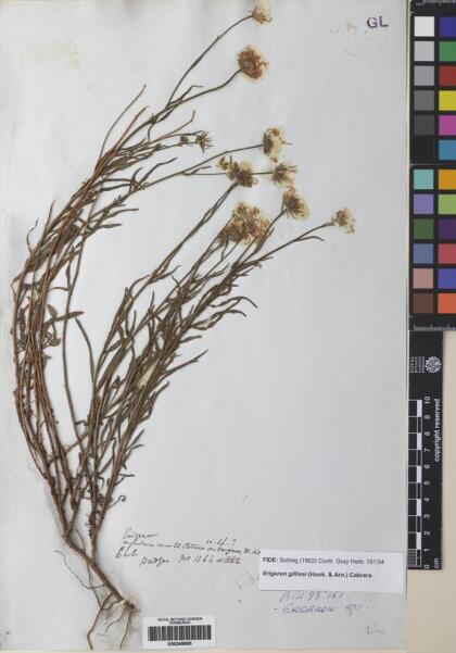 Erigeron gilliesii [Espécimen: ]