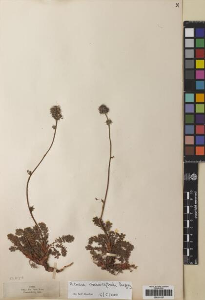 Acaena macrocephala [Espécimen: ]