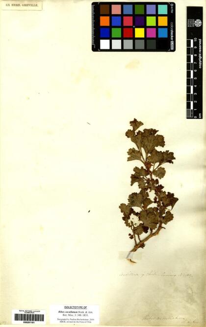 Ribes cucullatum [Espécimen: ]