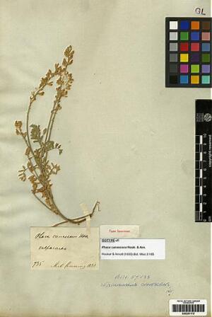 Astragalus berterianus [Espécimen: ]