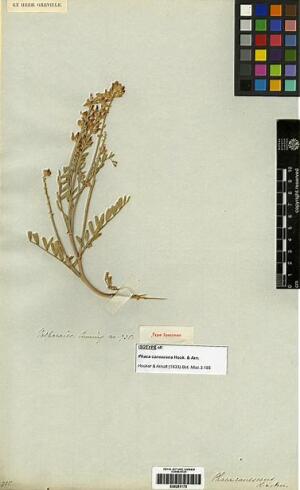Astragalus berterianus [Espécimen: ]