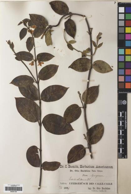 Elytropus chilensis [Espécimen: ]