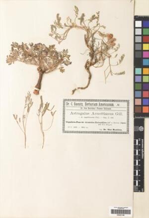 Astragalus arnottianus [Espécimen: ]