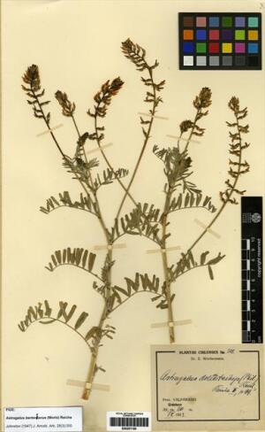 Astragalus berterianus [Espécimen: ]