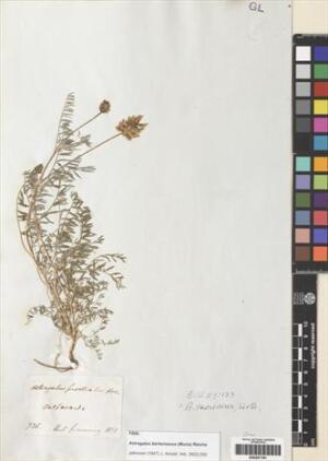 Astragalus berterianus [Espécimen: ]