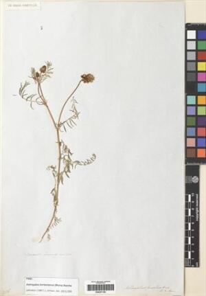 Astragalus berterianus [Espécimen: ]