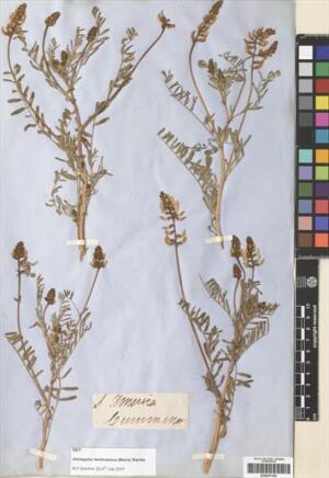 Astragalus berterianus [Espécimen: ]