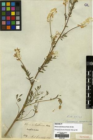 Astragalus chamissonis [Espécimen: ]