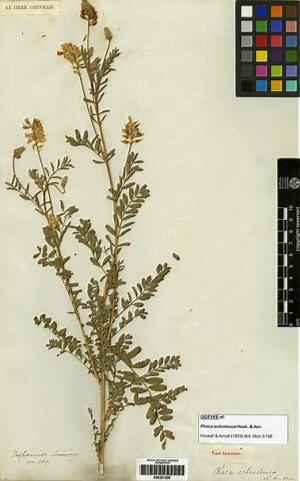 Astragalus chamissonis [Espécimen: ]