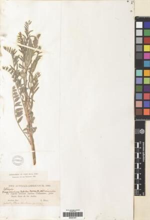 Astragalus chamissonis [Espécimen: ]