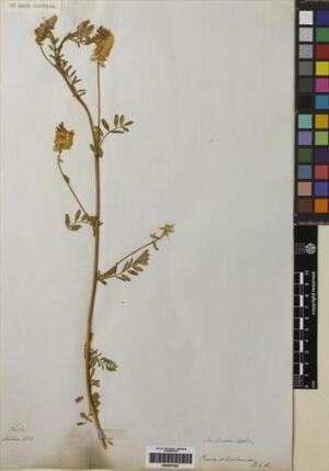 Astragalus chamissonis [Espécimen: ]
