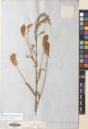 Astragalus chamissonis [Espécimen: ]