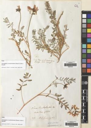 Astragalus cruckshanksii [Espécimen: ]