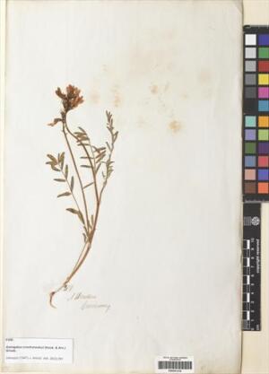 Astragalus cruckshanksii [Espécimen: ]