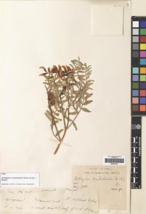 Astragalus cruckshanksii [Espécimen: ]