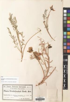 Astragalus cruckshanksii [Espécimen: ]
