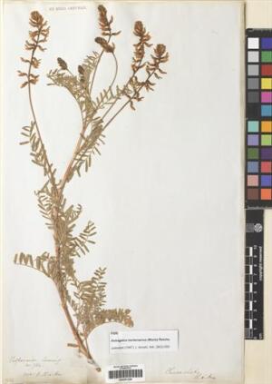 Astragalus berterianus [Espécimen: ]