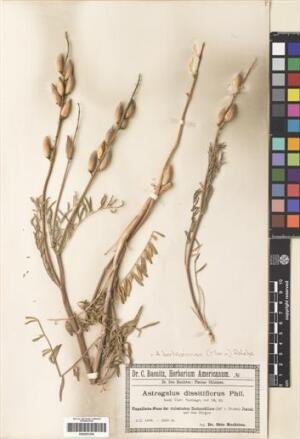 Astragalus cruckshanksii [Espécimen: ]
