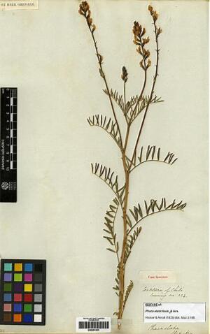 Astragalus curvicaulis [Espécimen: ]