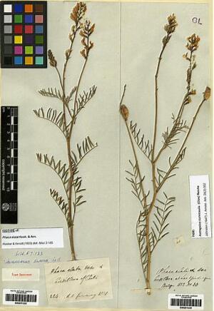 Astragalus curvicaulis [Espécimen: ]