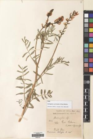 Astragalus curvicaulis [Espécimen: ]