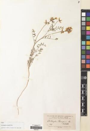 Astragalus dodtii [Espécimen: ]