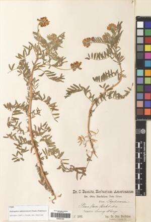 Astragalus edmonstonei [Espécimen: ]
