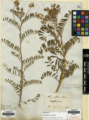 Astragalus edmonstonei [Espécimen: ]