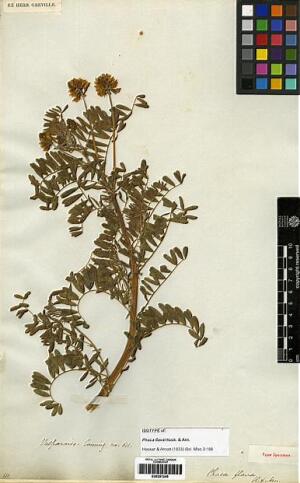 Astragalus edmonstonei [Espécimen: ]
