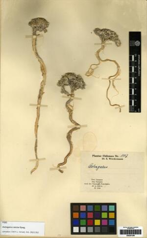Astragalus reichei [Espécimen: ]