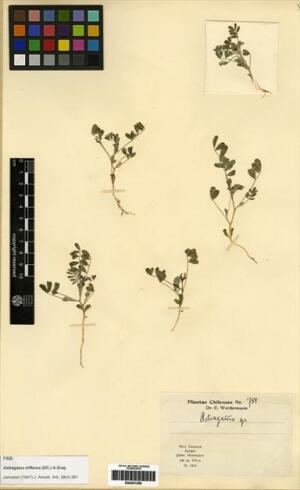 Astragalus triflorus [Espécimen: ]