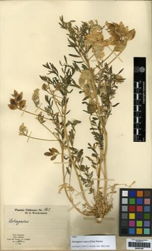 Astragalus vagus [Espécimen: ]