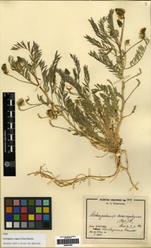 Astragalus vagus [Espécimen: ]