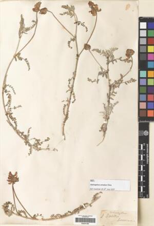 Astragalus amatus [Espécimen: ]