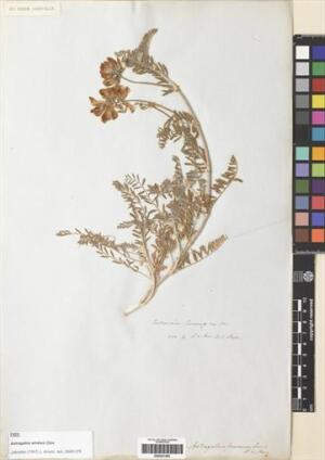 Astragalus amatus [Espécimen: ]