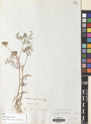 Astragalus amatus [Espécimen: ]