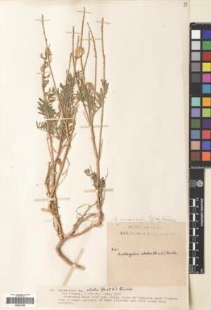 Astragalus curvicaulis [Espécimen: ]