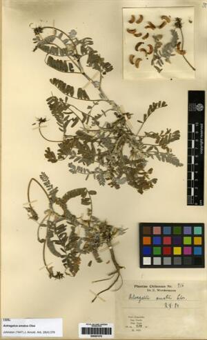 Astragalus amatus [Espécimen: ]