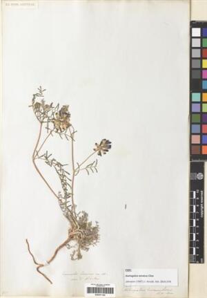 Astragalus amatus [Espécimen: ]