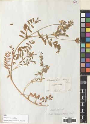Astragalus amatus [Espécimen: ]